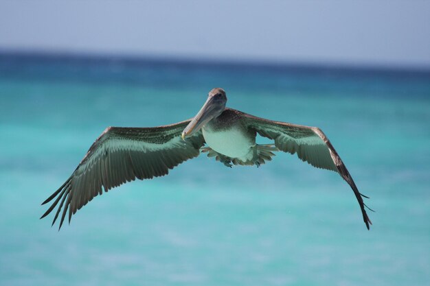 Foto primer plano de un pájaro volando sobre el mar