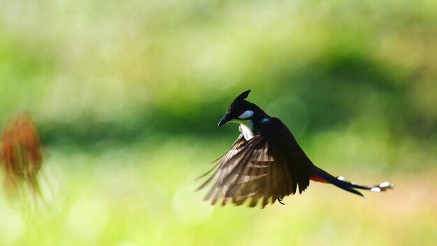 Foto primer plano de un pájaro volando