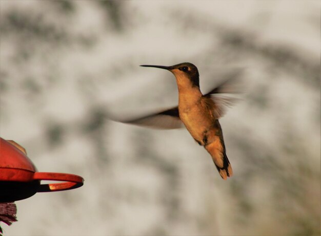 Foto primer plano de un pájaro volando