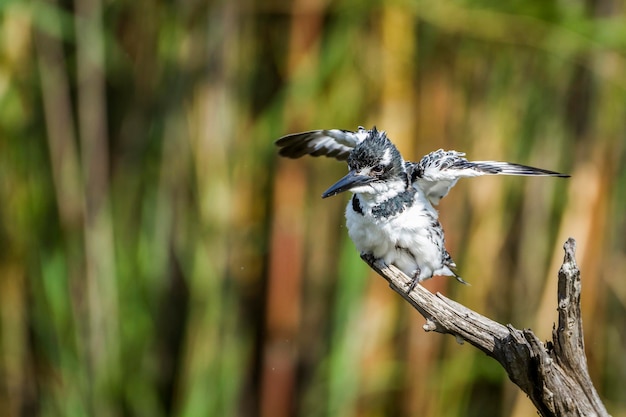 Foto primer plano de un pájaro volando