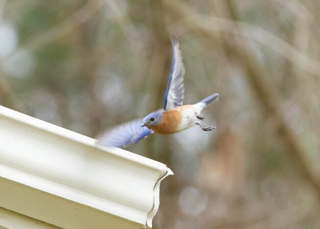 Foto primer plano de un pájaro volando