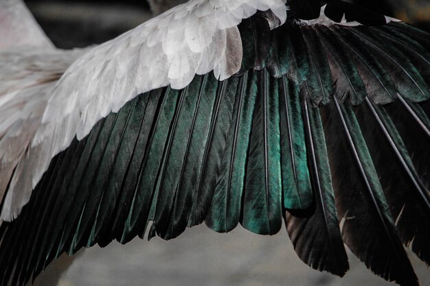 Primer plano de un pájaro volando