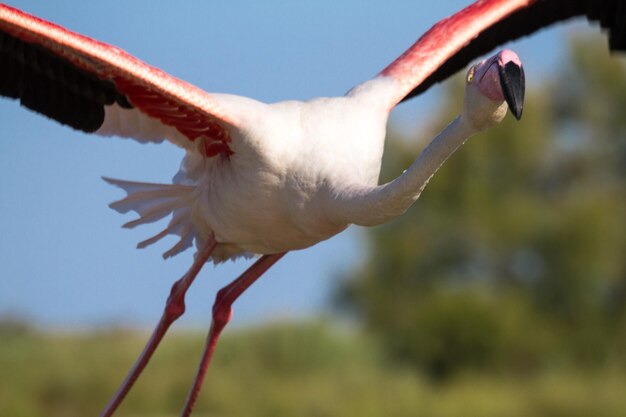 Primer plano de un pájaro volando