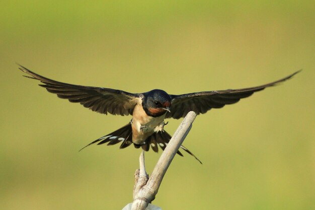 Foto primer plano de un pájaro volando