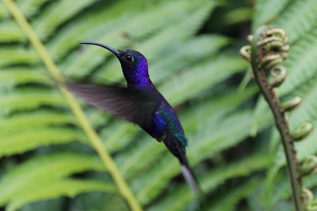 Foto primer plano de un pájaro volando