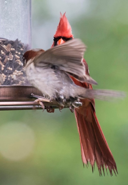 Foto primer plano de un pájaro volando