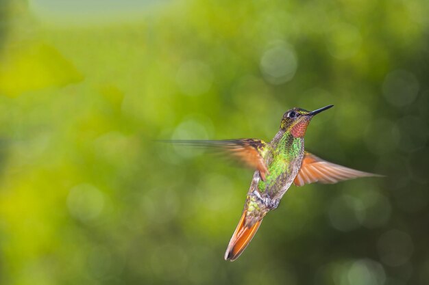 Foto primer plano de un pájaro volando