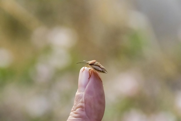 Foto primer plano de un pájaro volando