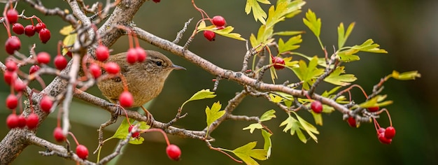 Primer plano de un pájaro Wren euroasiático Troglodytes troglodytes pájaro cantando en un bosque durante la primavera