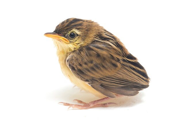 Primer plano de pájaro Zitting Cisticola