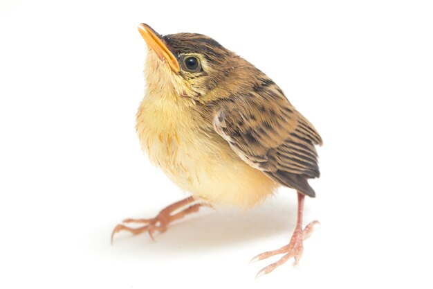 Primer plano de pájaro Zitting Cisticola