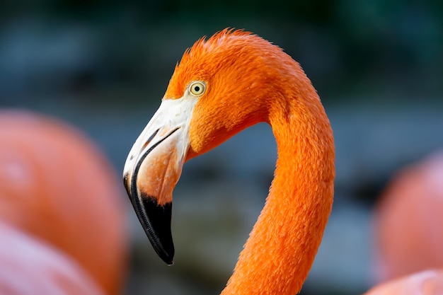 Primer plano de un pájaro