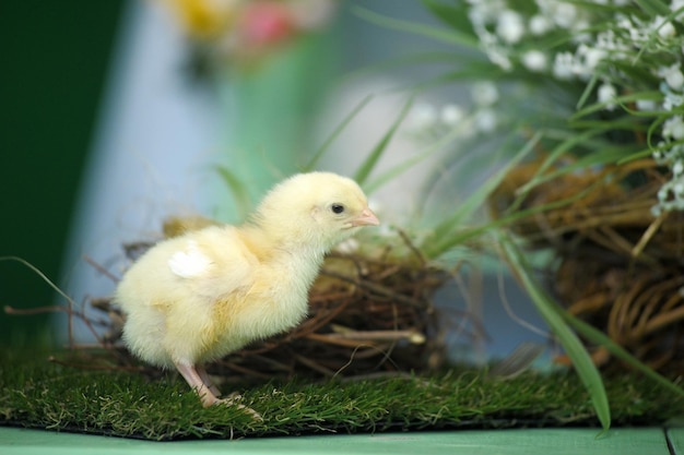 Un primer plano de un pájaro