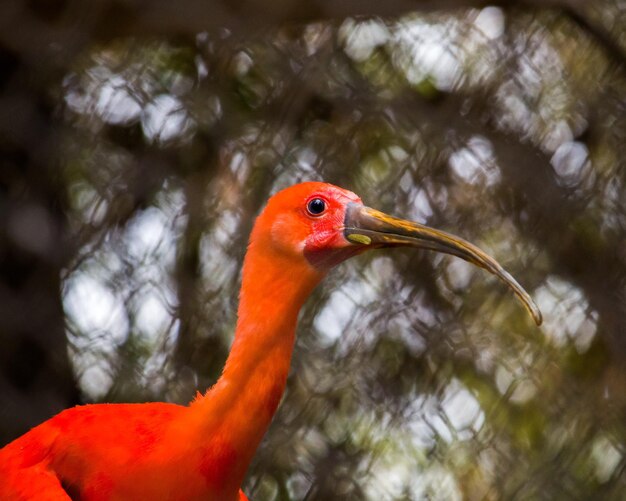 Foto primer plano de un pájaro