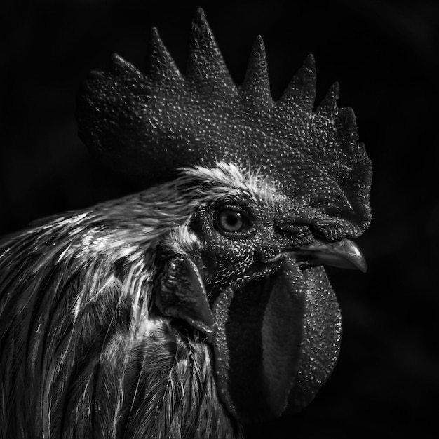 Foto un primer plano de un pájaro