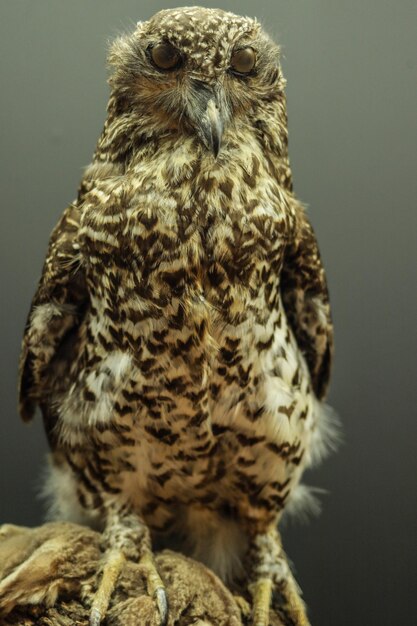 Foto primer plano de un pájaro