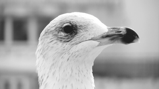 Primer plano de un pájaro