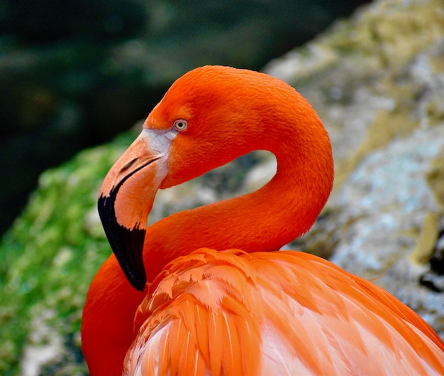 Primer plano de un pájaro