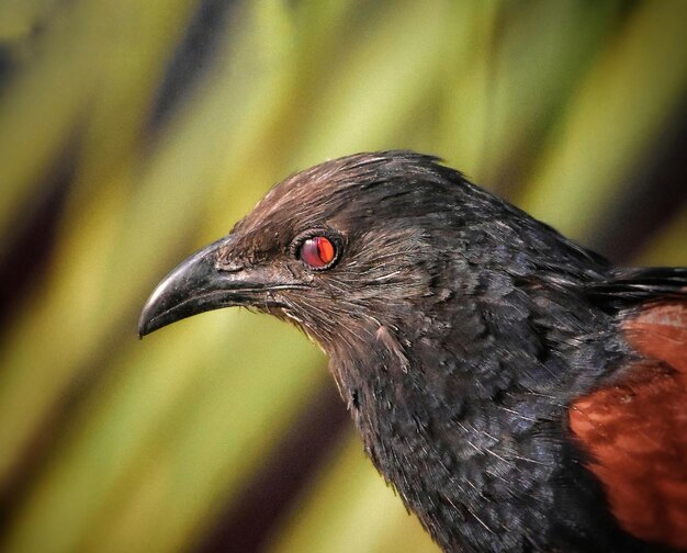 Un primer plano de un pájaro