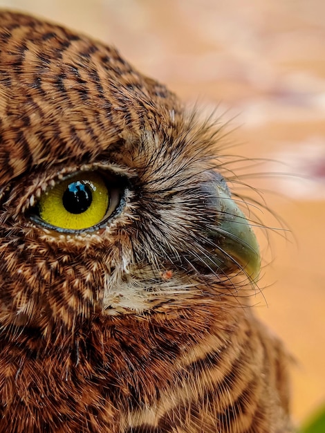 Foto primer plano de un pájaro