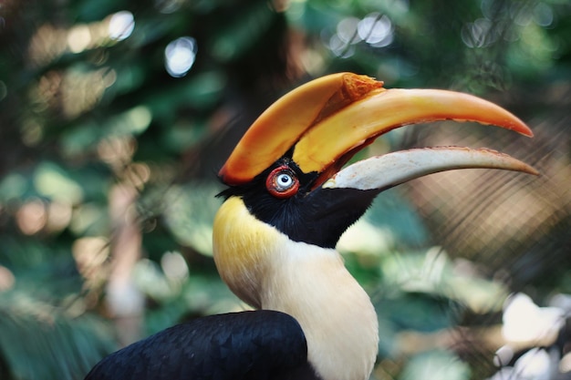 Foto un primer plano de un pájaro