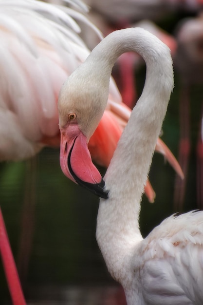 Foto un primer plano de un pájaro