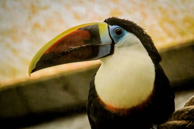 Foto primer plano de un pájaro