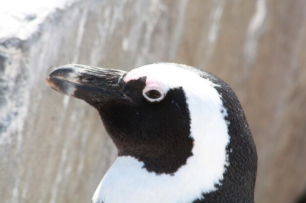 Foto un primer plano de un pájaro