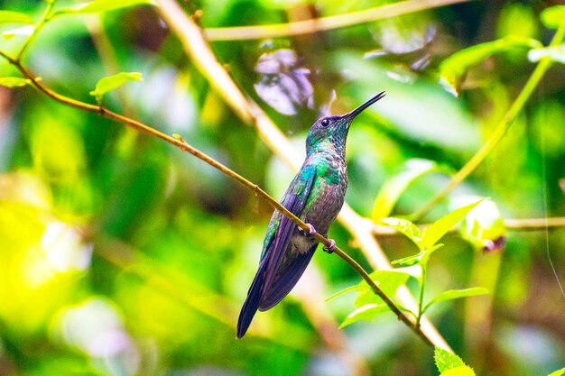 Foto un primer plano de un pájaro