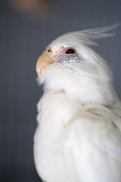 Foto un primer plano de un pájaro