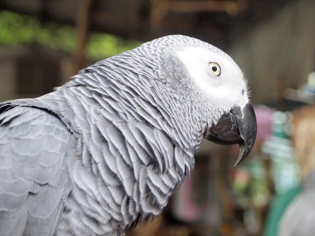 Un primer plano de un pájaro