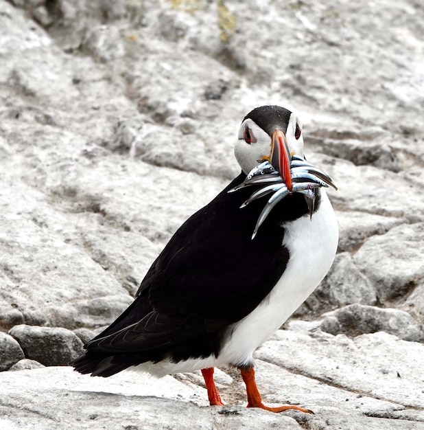 Foto primer plano de un pájaro