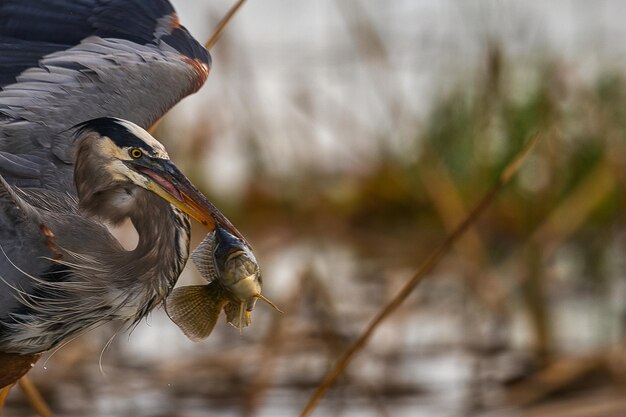 Primer plano de un pájaro