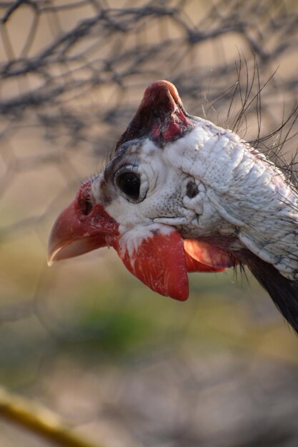 Foto un primer plano de un pájaro