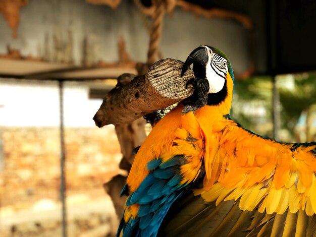 Foto primer plano de un pájaro