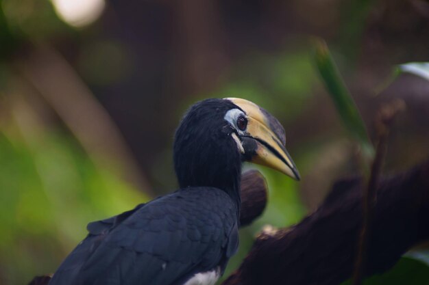 Foto un primer plano de un pájaro