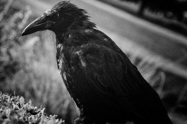 Primer plano de un pájaro