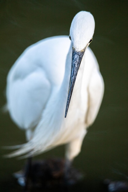 Foto un primer plano de un pájaro