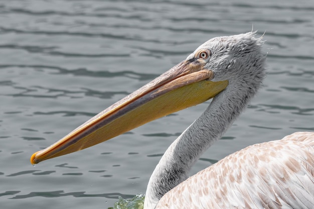 Foto un primer plano de un pájaro