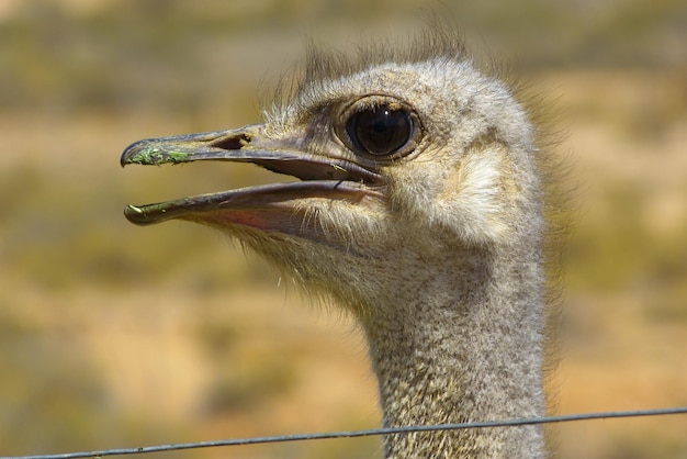 Foto primer plano de un pájaro