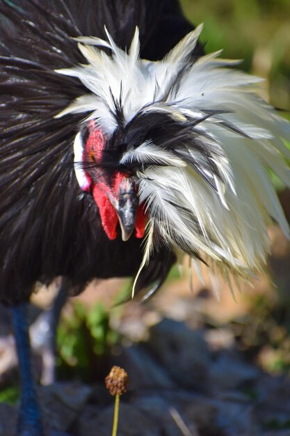 Foto un primer plano de un pájaro