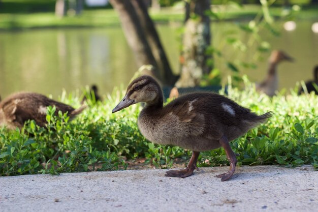 Foto un primer plano de un pájaro