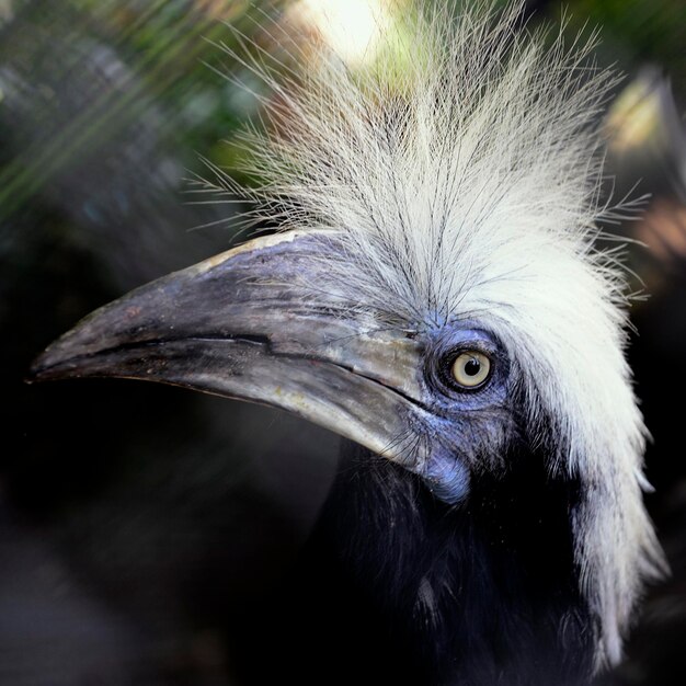 Foto un primer plano de un pájaro