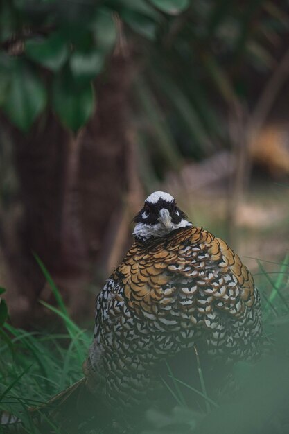 Foto primer plano de un pájaro