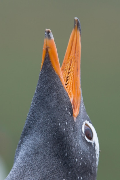 Foto un primer plano de un pájaro