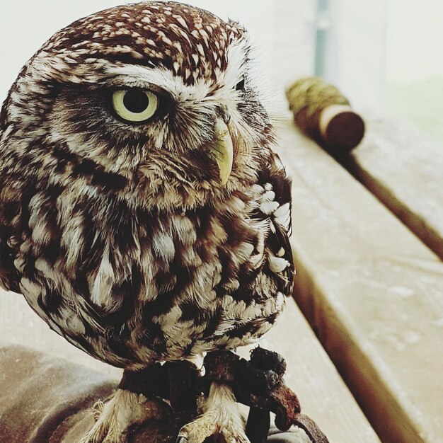 Foto primer plano de un pájaro