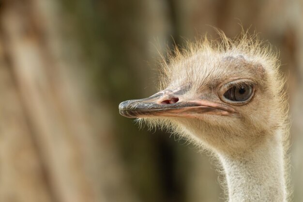 Un primer plano de un pájaro