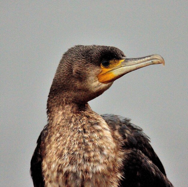 Foto un primer plano de un pájaro