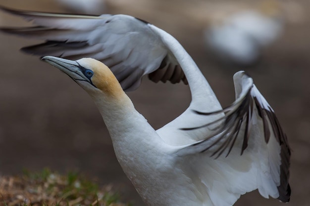 Foto primer plano de un pájaro