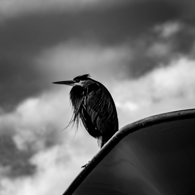 Foto un primer plano de un pájaro